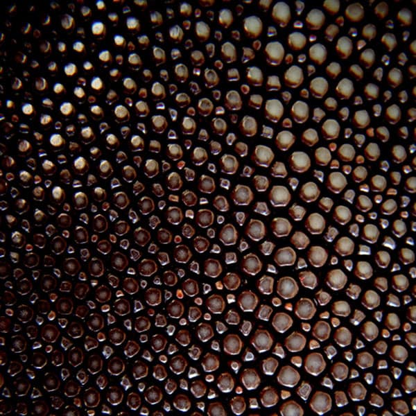 held_glove_stingray_detail.jpg